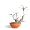 Fagus sylvatica - B4093