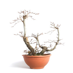 Fagus sylvatica - B4093