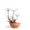 Fagus sylvatica - B4093