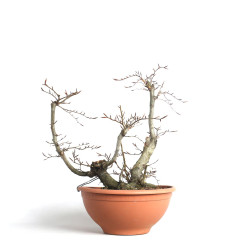 Fagus sylvatica - B4093
