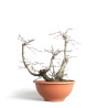 Fagus sylvatica - B4093