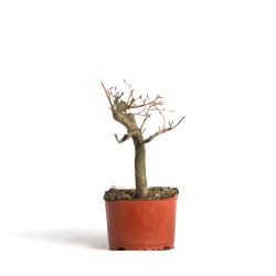 Fagus sylvatica - B4541