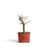 Fagus sylvatica - B4541