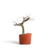 Fagus sylvatica - B4541
