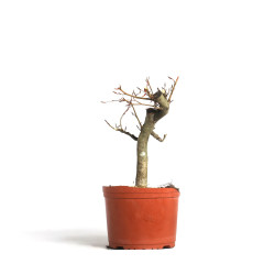 Fagus sylvatica - B4541