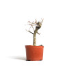 Fagus sylvatica - B4541