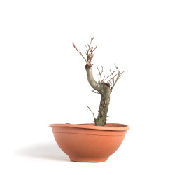 Fagus sylvatica - B4092