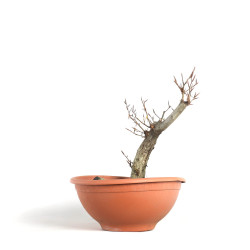 Fagus sylvatica - B4092