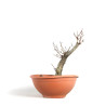 Fagus sylvatica - B4092