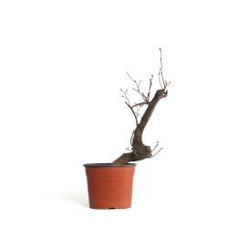 Carpinus betulus - B4403