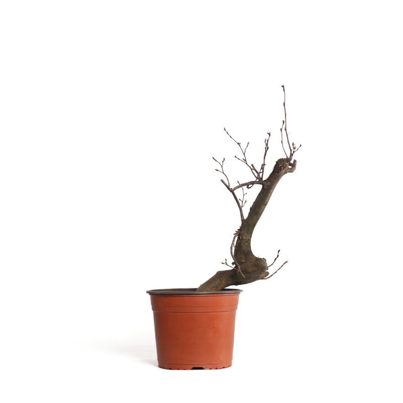 Carpinus betulus - B4403