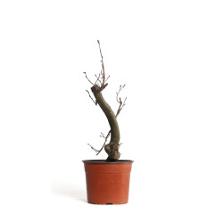 Carpinus betulus - B4403