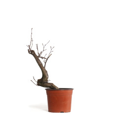 Carpinus betulus - B4403