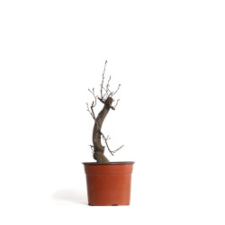 Carpinus betulus - B4403