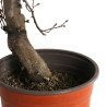 Carpinus betulus - B4403