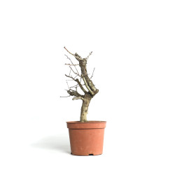 Crataegus monogyna - B4500