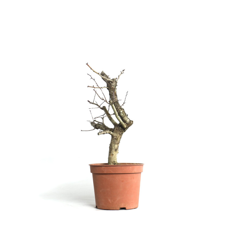 Crataegus monogyna - B4500