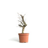 Crataegus monogyna - B4500