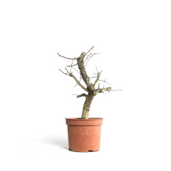 Crataegus monogyna - B4500