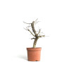 Crataegus monogyna - B4500