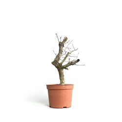 Crataegus monogyna - B4500