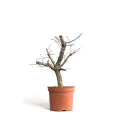 Crataegus monogyna - B4500