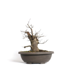 Carpinus betulus - B4579
