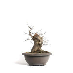 Carpinus betulus - B4579