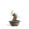 Carpinus betulus - B4579