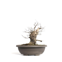 Carpinus betulus - B4579