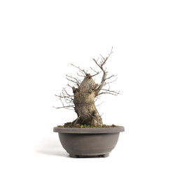 Carpinus betulus - B4579