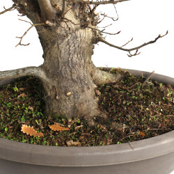 Carpinus betulus - B4579