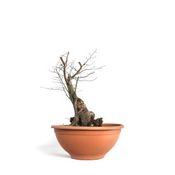 Carpinus betulus - B4581