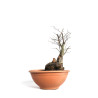 Carpinus betulus - B4581