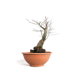 Carpinus betulus - B4581