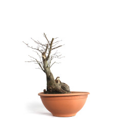 Carpinus betulus - B4581