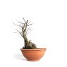 Carpinus betulus - B4581
