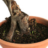 Carpinus betulus - B4581