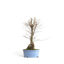 Zelkova serrata - B4572