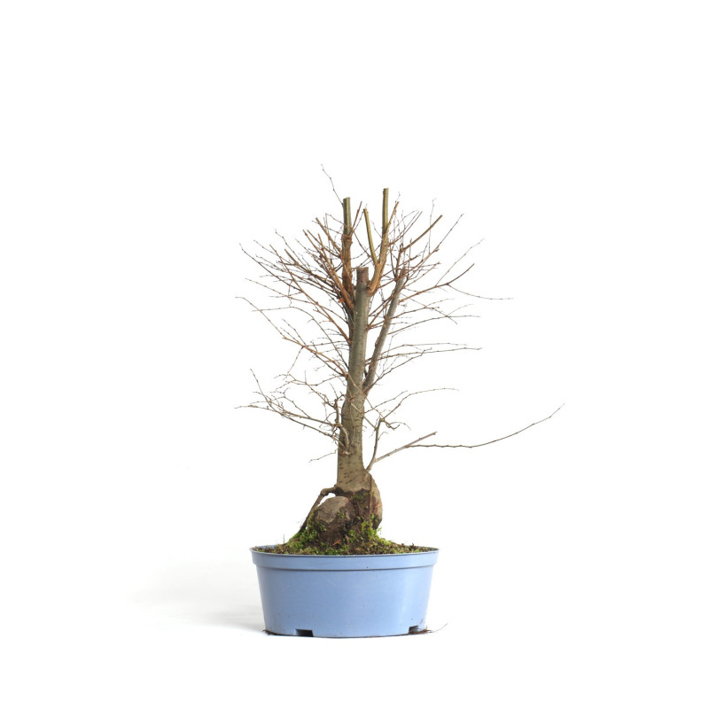Zelkova serrata - B4572