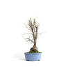 Zelkova serrata - B4572