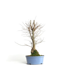 Zelkova serrata - B4572