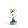 Zelkova serrata - B4572