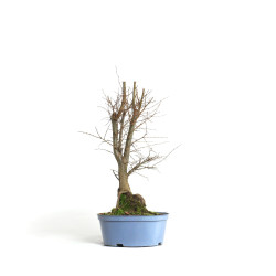 Zelkova serrata - B4572