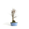 Zelkova serrata - B4572