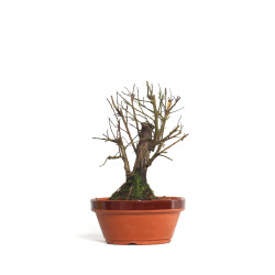 Zelkova nire - B4559