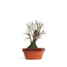 Zelkova nire - B4559