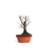 Zelkova nire - B4559
