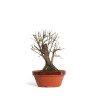 Zelkova nire - B4559