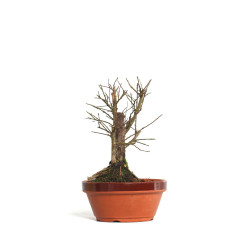 Zelkova nire - B4559